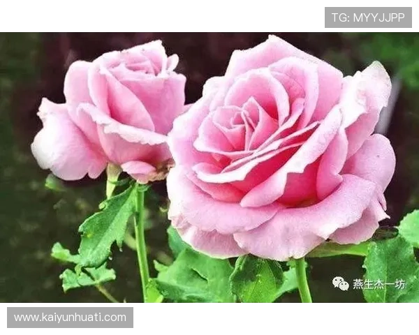 开运真人app下载助你开启好运气的最佳途径，丰富你的娱乐生活